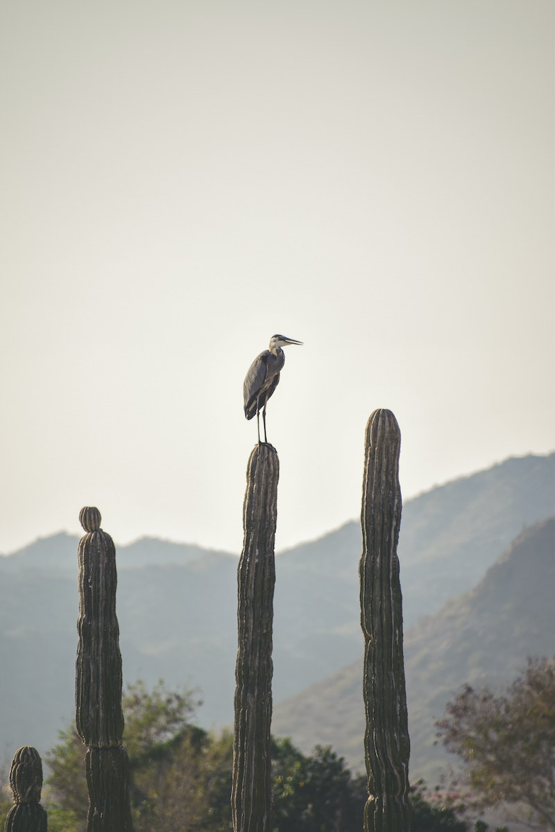 Photo of Heron Perching on Cactus Plant