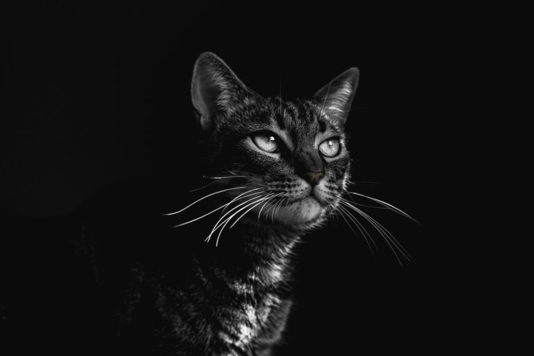 Selective Focus Photography Of Black Tabby Cat